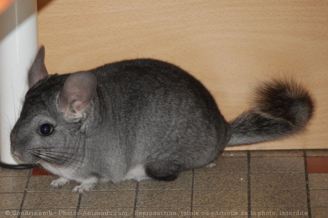 Photo de Chinchilla