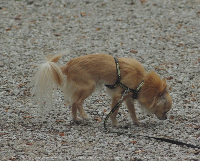 Photo de Chihuahua  poil long