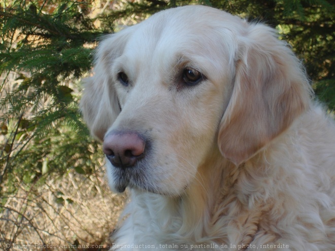 Photo de Golden retriever