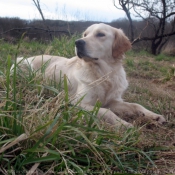 Photo de Golden retriever