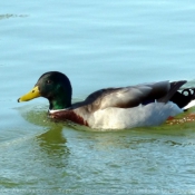 Photo de Canard