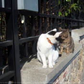 Photo de Chat domestique