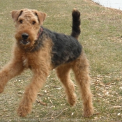 Photo d'Airedale terrier