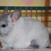 Photo de Chinchilla