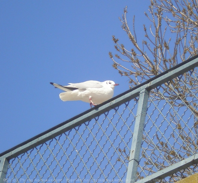 Photo de Mouette