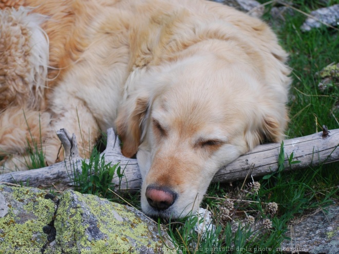 Photo de Golden retriever