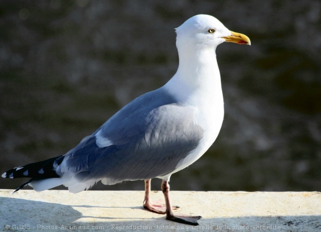 Photo de Mouette