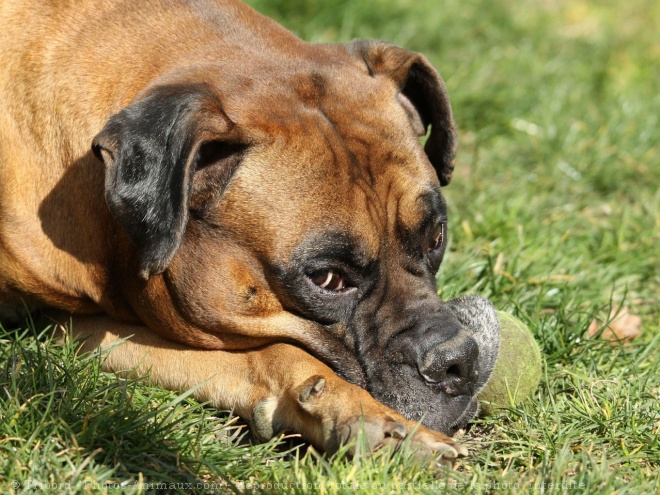 Photo de Boxer