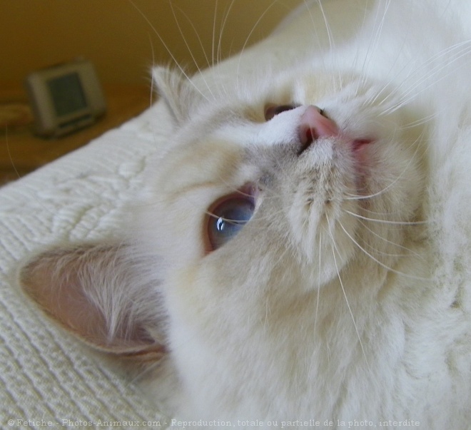 Photo de Ragdoll