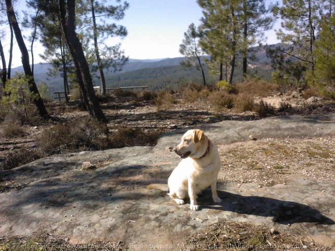 Photo de Labrador retriever