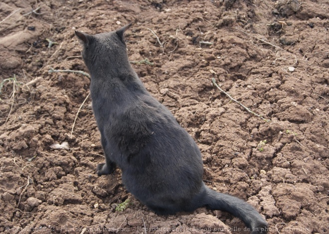 Photo de Chat domestique