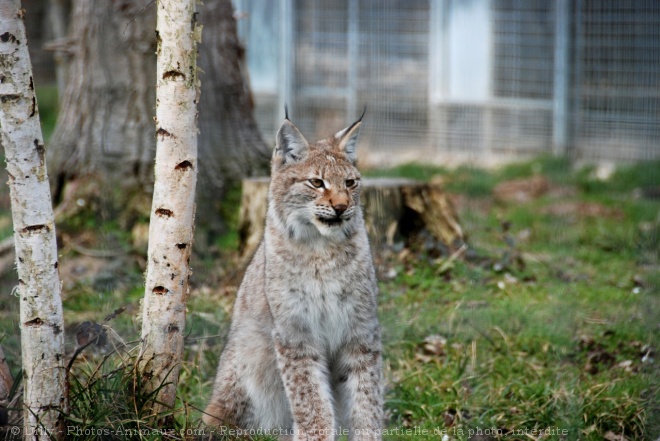 Photo de Lynx