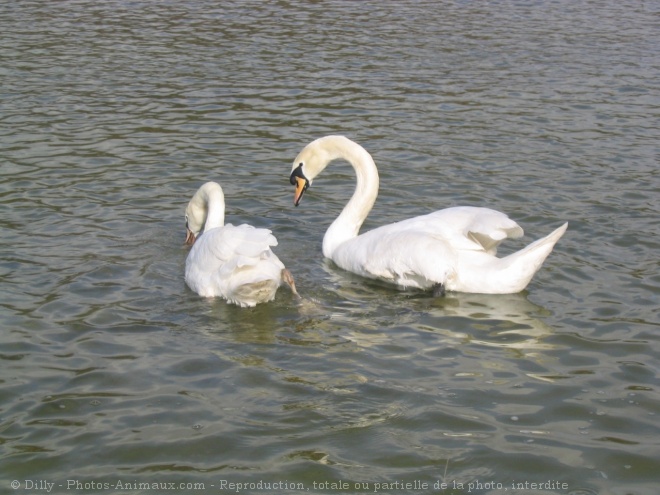 Photo de Cygne