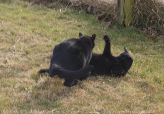 Photo de Chat domestique