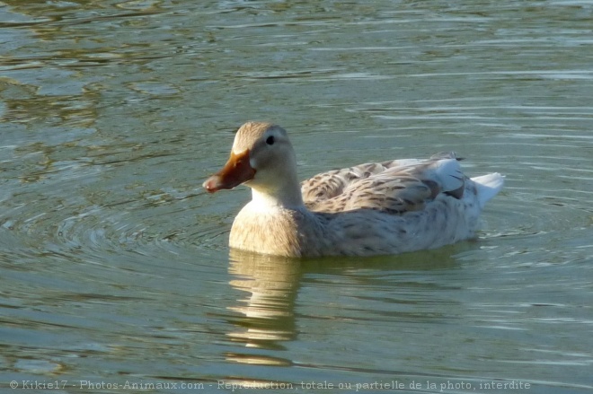 Photo de Canard