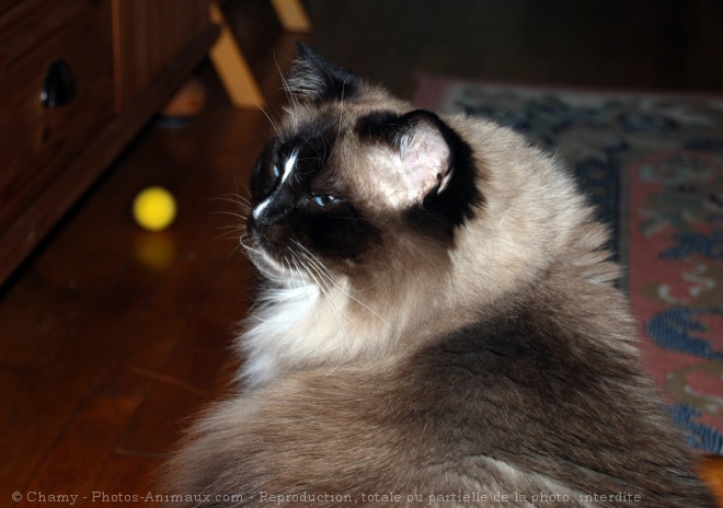 Photo de Ragdoll