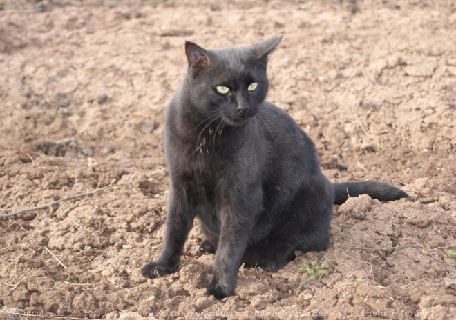 Photo de Chat domestique