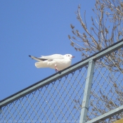 Photo de Mouette