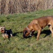 Photo de Yorkshire terrier