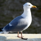 Photo de Mouette