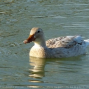 Photo de Canard