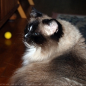 Photo de Ragdoll