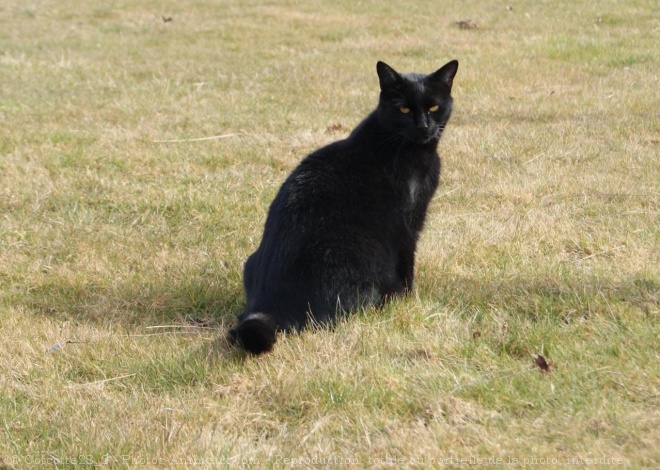 Photo de Chat domestique