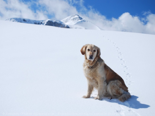 Photo de Golden retriever