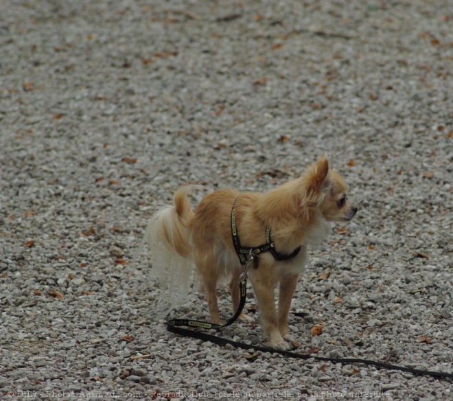 Photo de Chihuahua  poil long