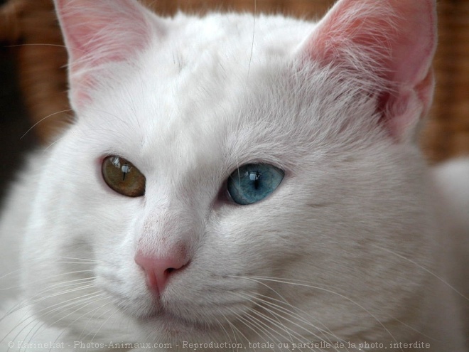 Photo de Chat domestique