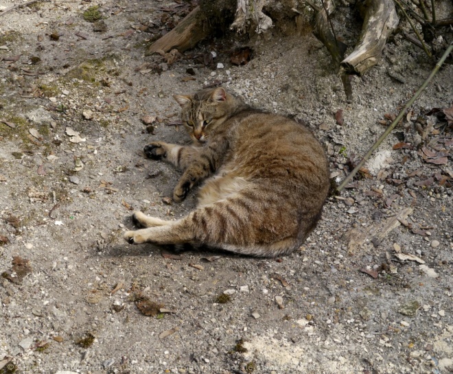 Photo de Chat domestique