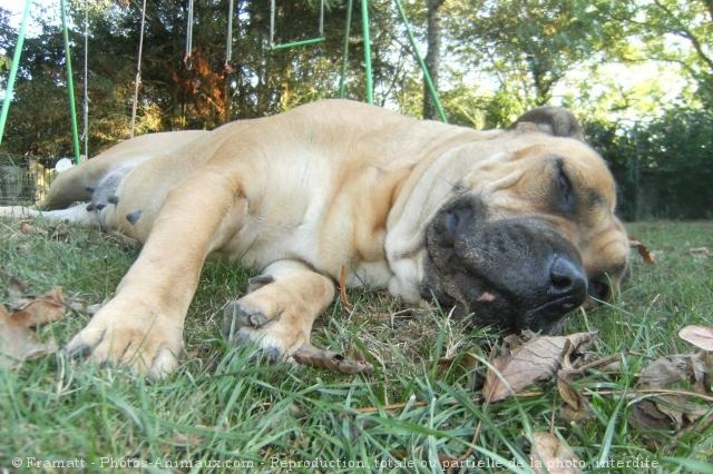 Photo de Dogue de majorque