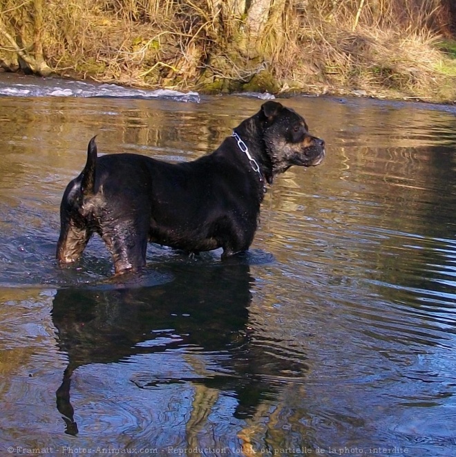 Photo de Dogue de majorque