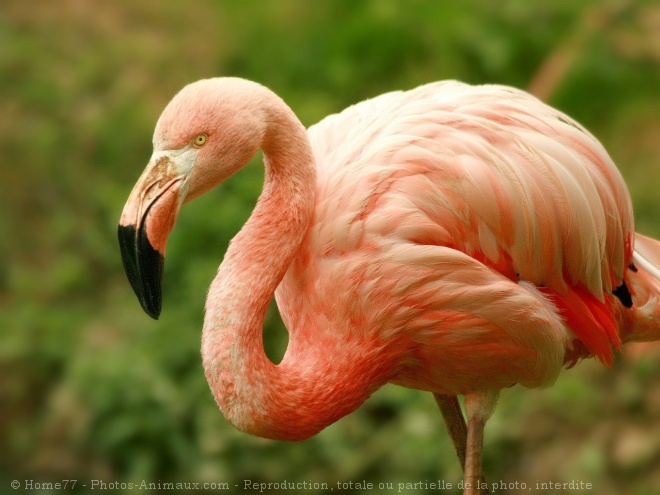 Photo de Flamand rose