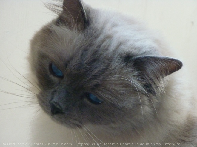 Photo de Ragdoll