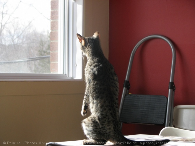 Photo de Chat domestique