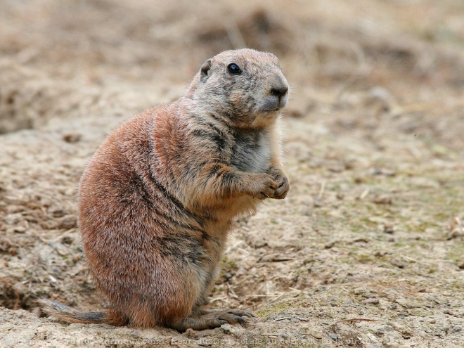 Photo de Chien de prairie