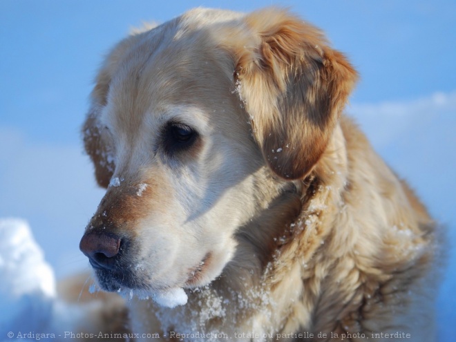 Photo de Golden retriever