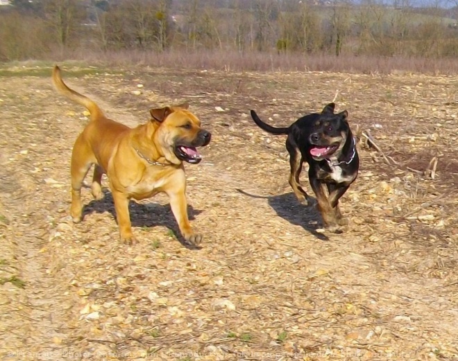 Photo de Dogue de majorque