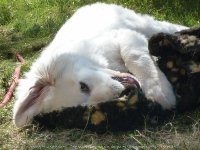 Photo de Chien de montagne des pyrnes