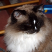 Photo de Ragdoll