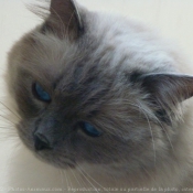 Photo de Ragdoll