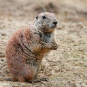 Photo de Chien de prairie