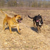 Photo de Dogue de majorque