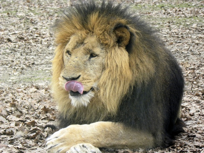 Photo de Lion