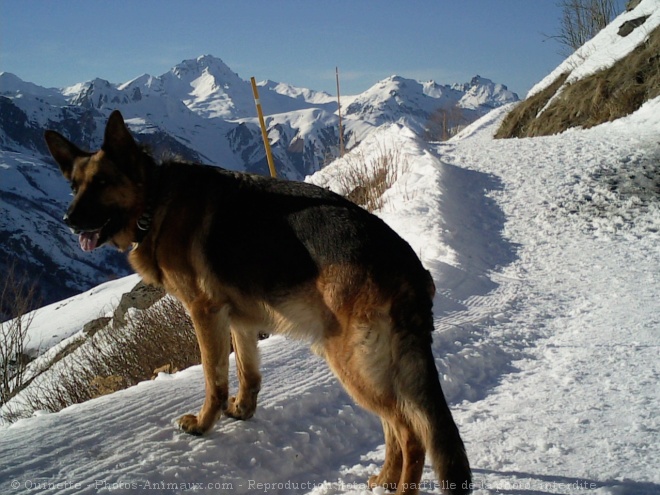 Photo de Berger allemand  poil court