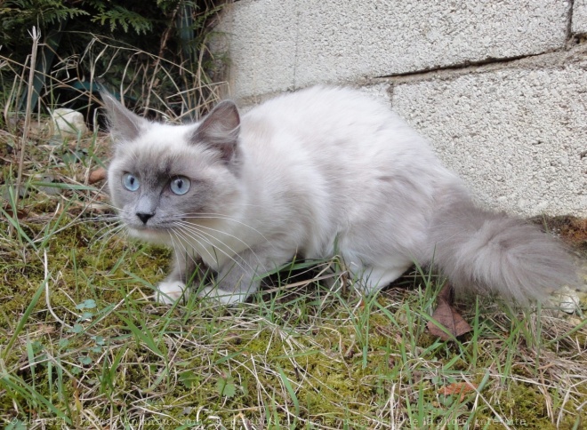 Photo de Ragdoll