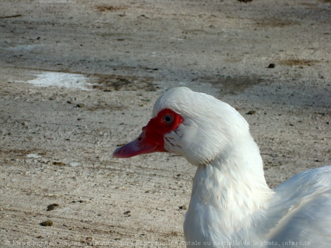 Photo de Canard de barbarie