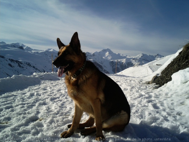 Photo de Berger allemand  poil court