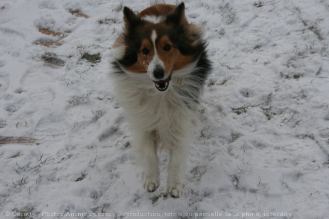 Photo de Chien de berger des shetland